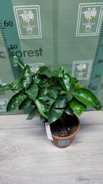 C. deliciosa “Sweet Sicily”