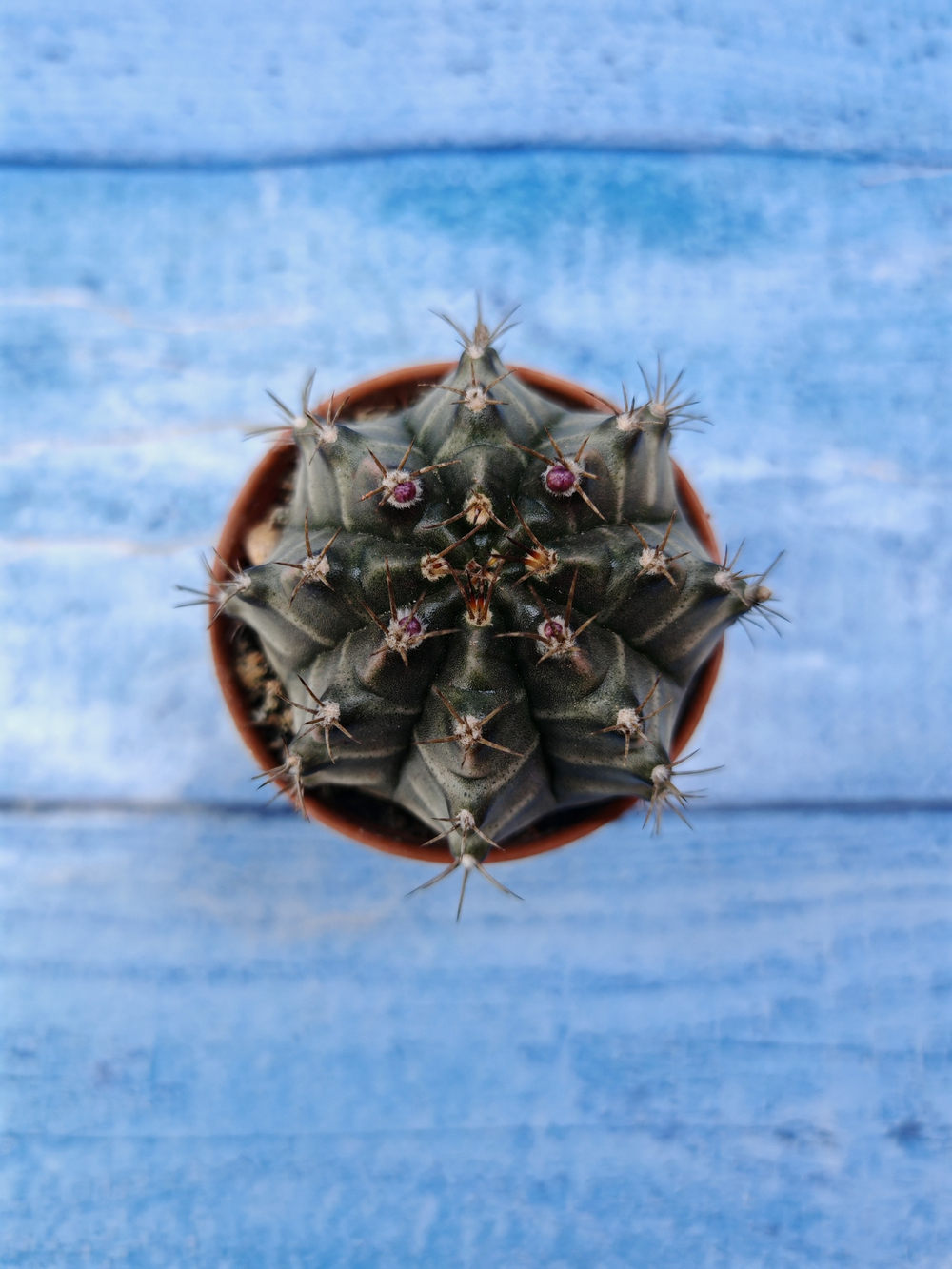 Gymnocalycium Friedrichii (Гимнокалициум)