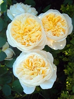 Роза английская Шарлотта