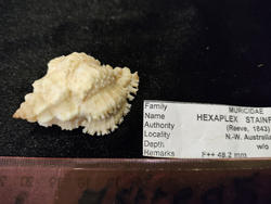 Гексаплекс Стейнфорда