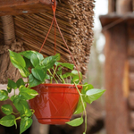 ГОРШОК "ЛИЛИЯ ПОДВЕСНАЯ" 2,5л ТЕРРАКОТОВЫЙ