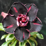 Адениум обесум 325