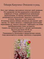 Гейхера Капучино многолетняя