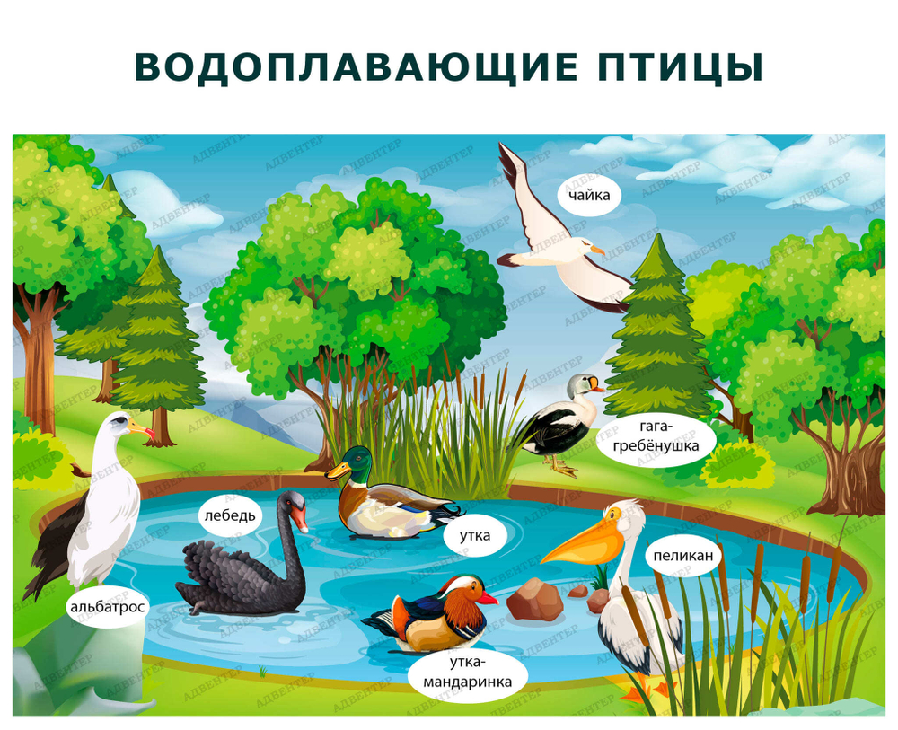 Комплект развивающий Природа: Водоплавающие птицы 2166