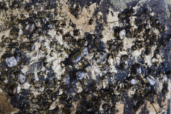 Триптих 30х90 Tomas Stern 85010