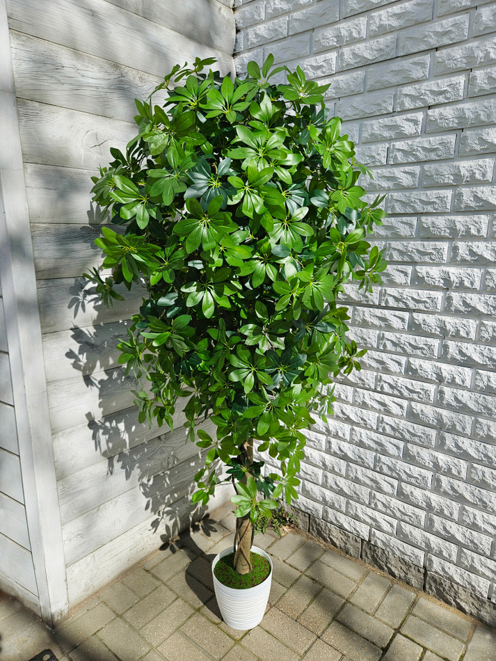 Шеффлера 170см в кашпо