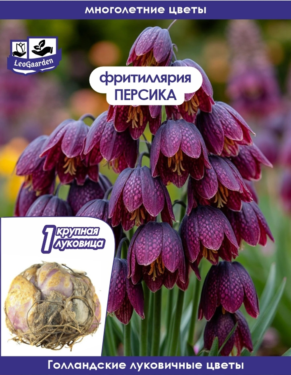 Луковичные цветы Фритиллярия Персика 1шт