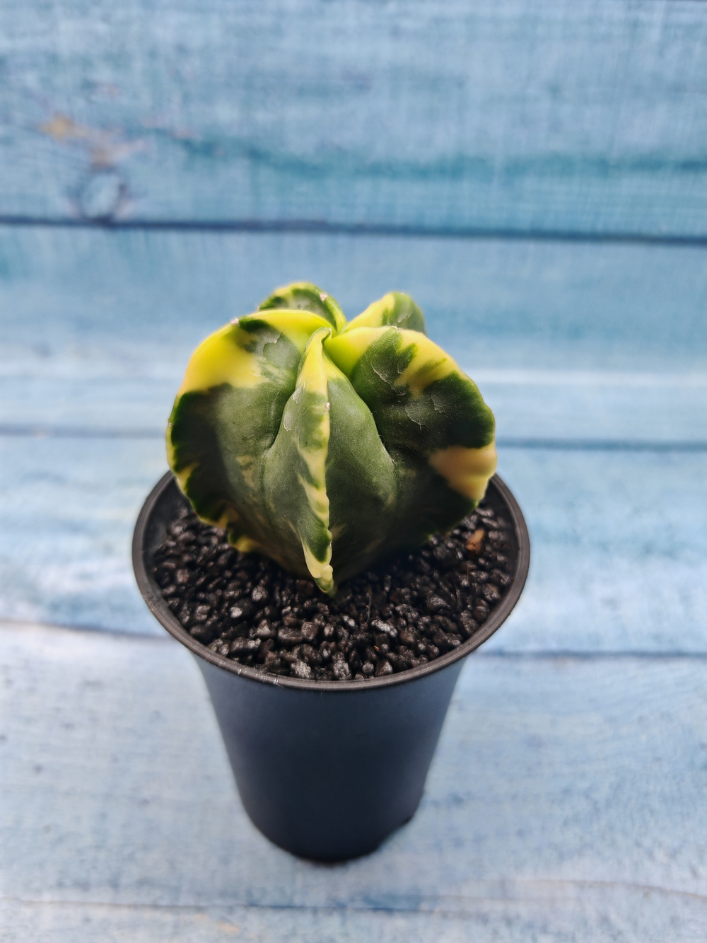 Astrophytum Myriostigma variagate (Астрофитум вариегатный)