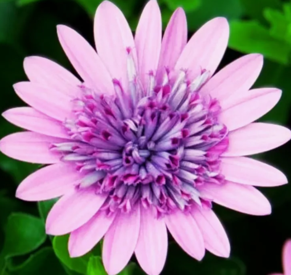 Остеоспермум махровый 3D Pink ЕВРО ОКС укорененный черенок