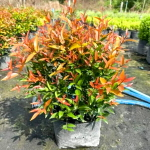 Сизигиум южный – Syzygium australe