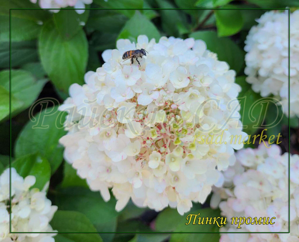 Гортензия метельчатая Пинк Промис- Розовое желание (Hydrangea paniculata `Pinky Promise`)