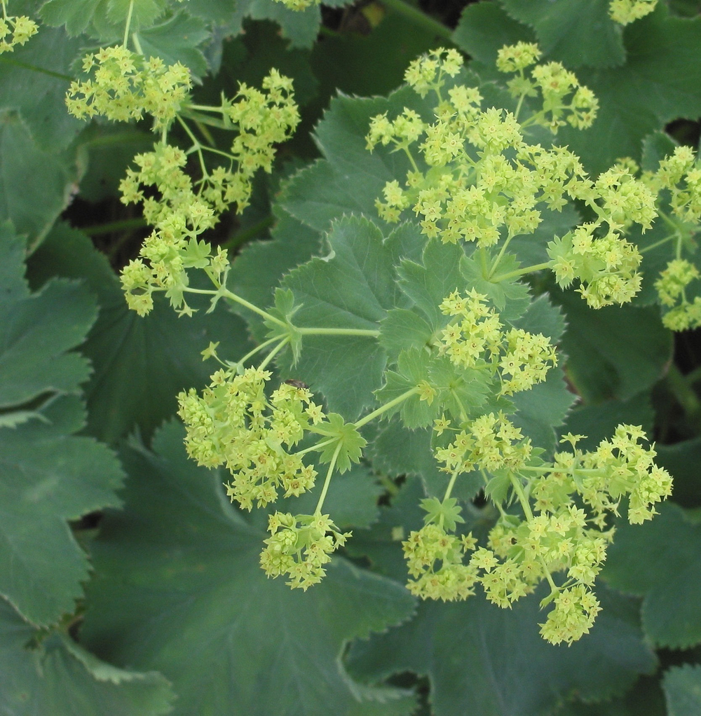 Манжетка "Mollis"