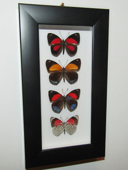 Бабочки Нимфалиды рода Callicore в рамке