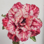 Адениум обесум 349