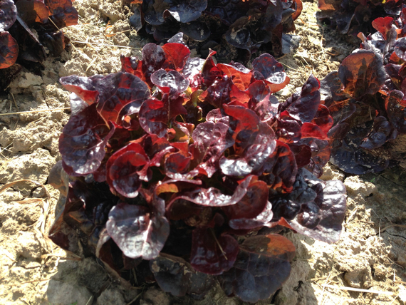 Сатудай семена салата дуболистного (Rijk Zwaan / Райк Цваан) в поле – фото 8