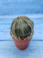 Euphorbia Obesa (Эуфорбия)