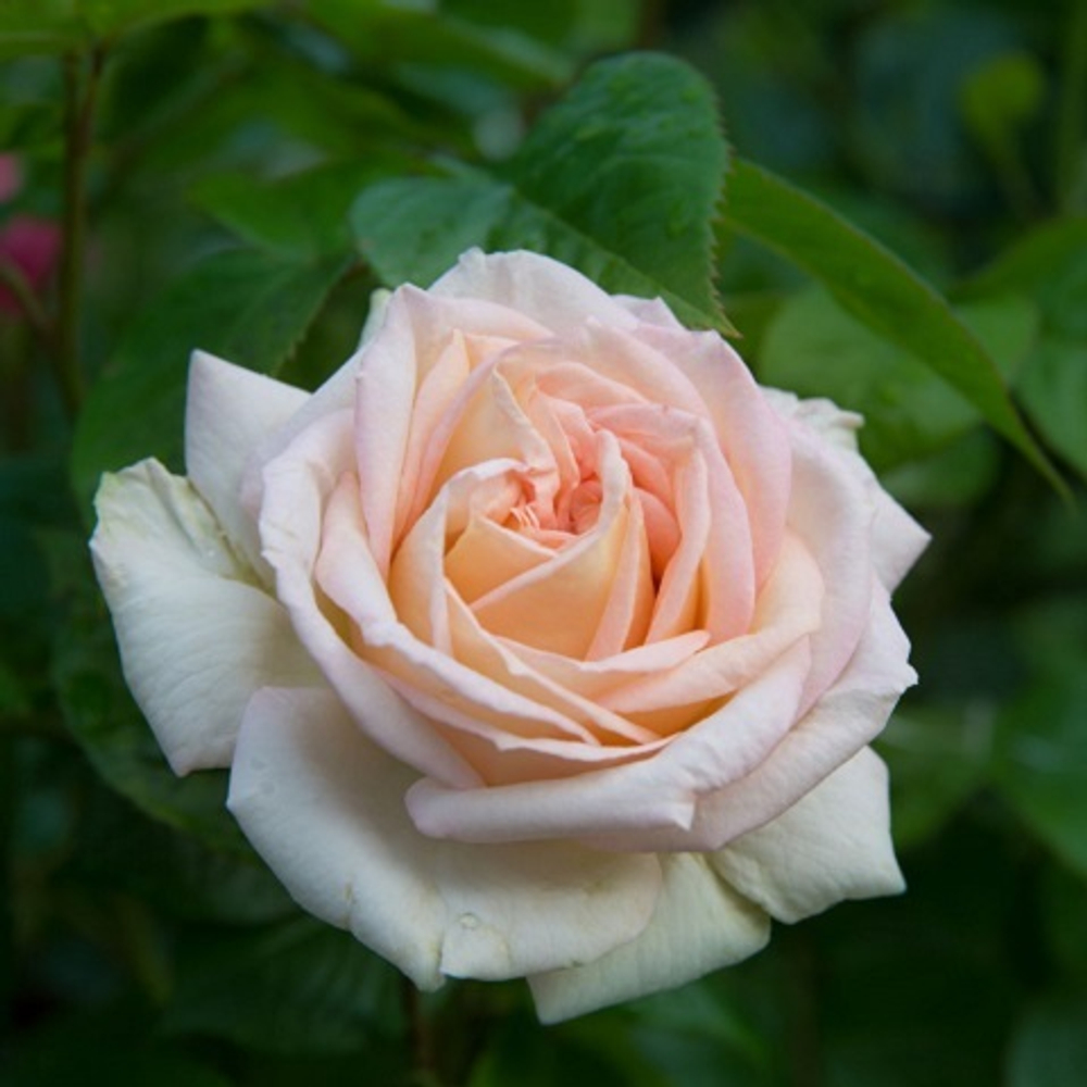 Роза чайно-гибридная Madame Anisette