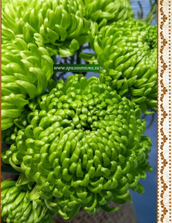 Букетные хризантемы зеленого цвета