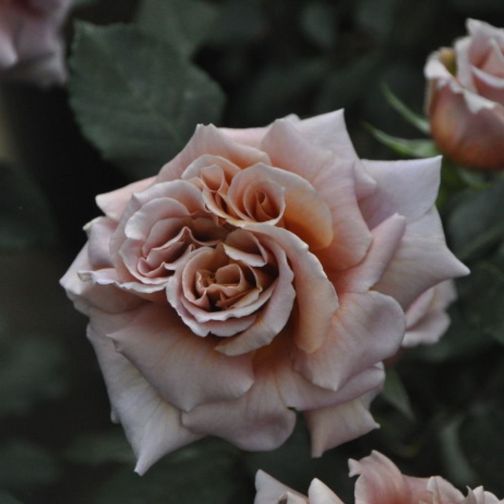 Латте Арт (Latte Art)