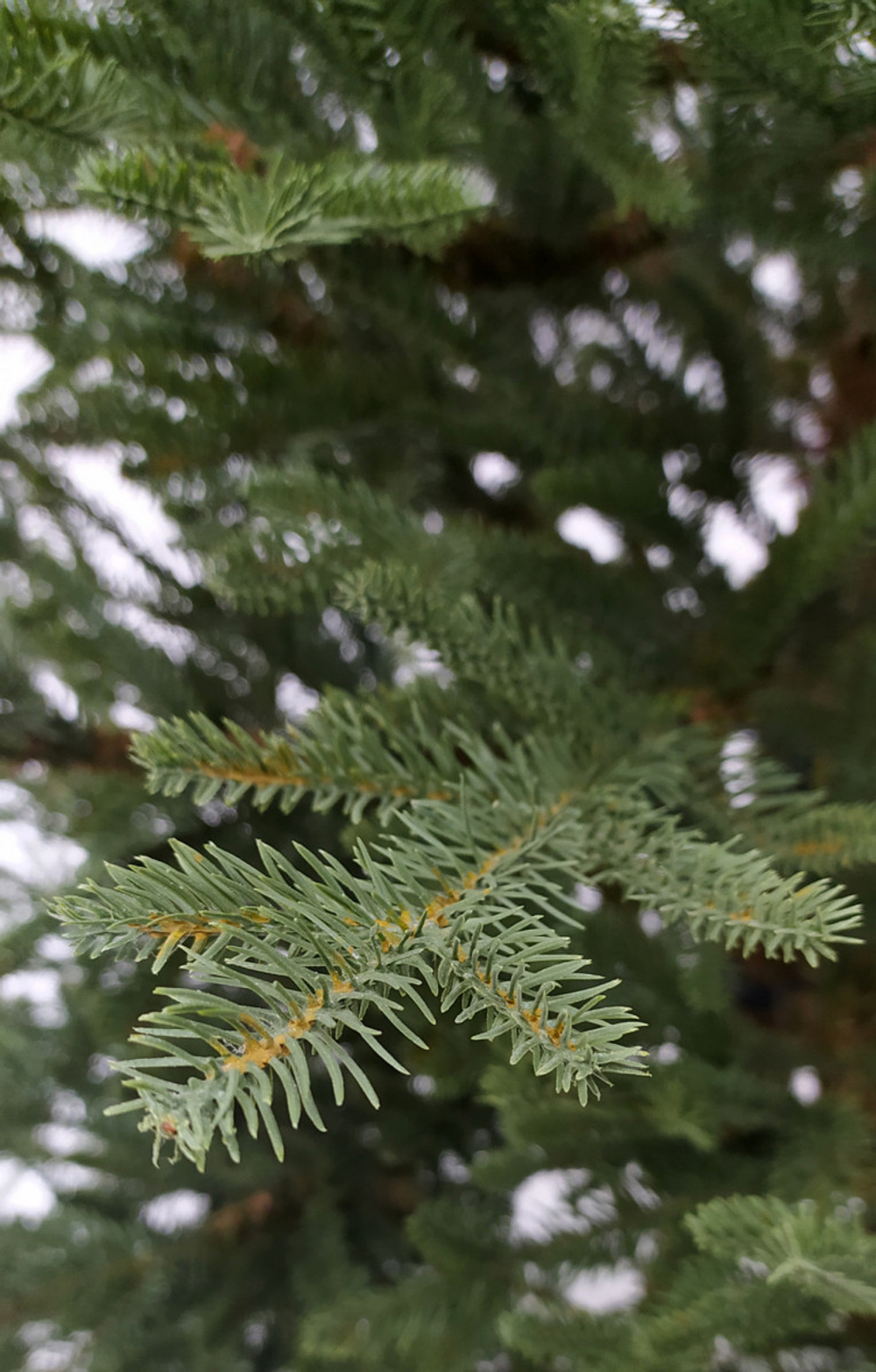 Ель Французская 230см 100% литая зеленая Black Box