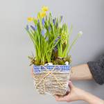 Композиция с первоцветами в синей корзине