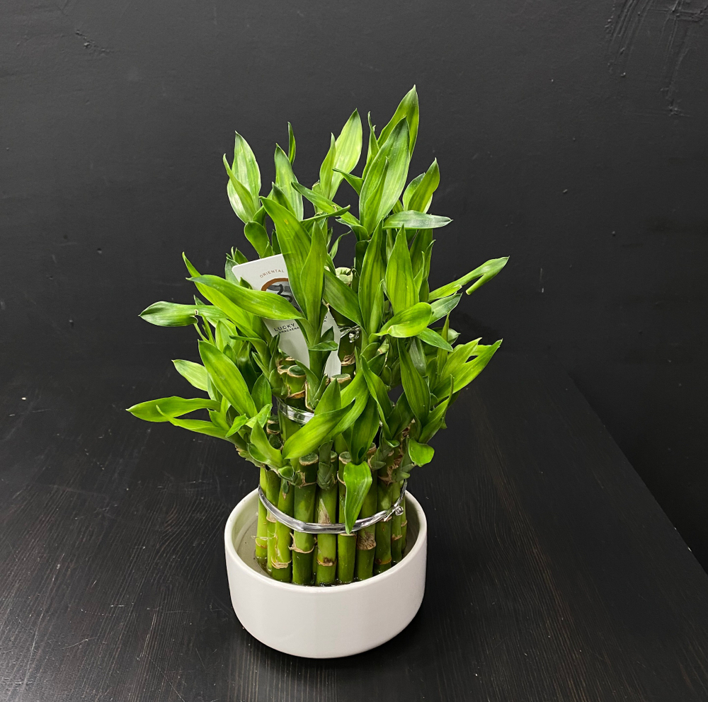 Бамбук Лаки (Lucky Bamboo)