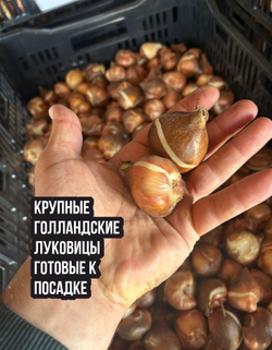 Тюльпан Луковица, Лех Валенса, 10 шт