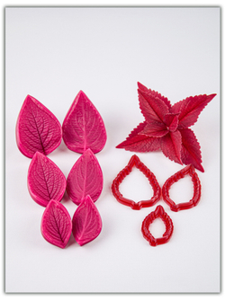 Колеус. Сорт 2