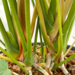 Антуриум Андре NEBRASKA