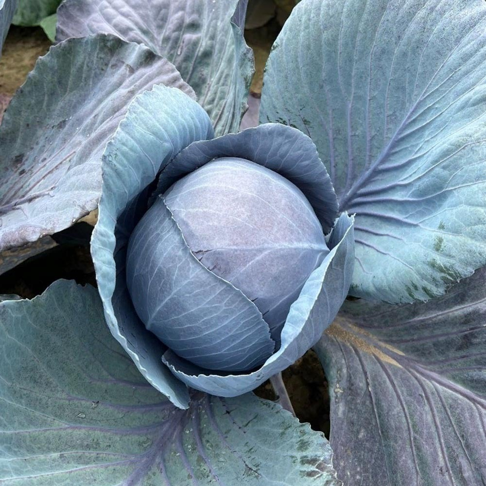 Омеро F1 семена капусты краснокочанной (Bejo / Бейо)