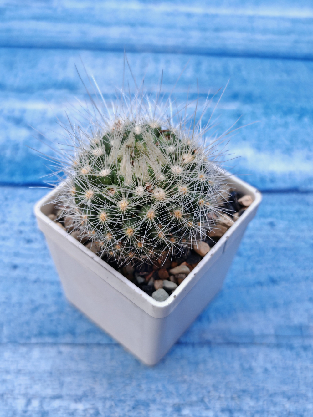 Parodia Penicillata (Пародия)