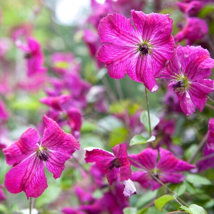 Клематис Карменчита