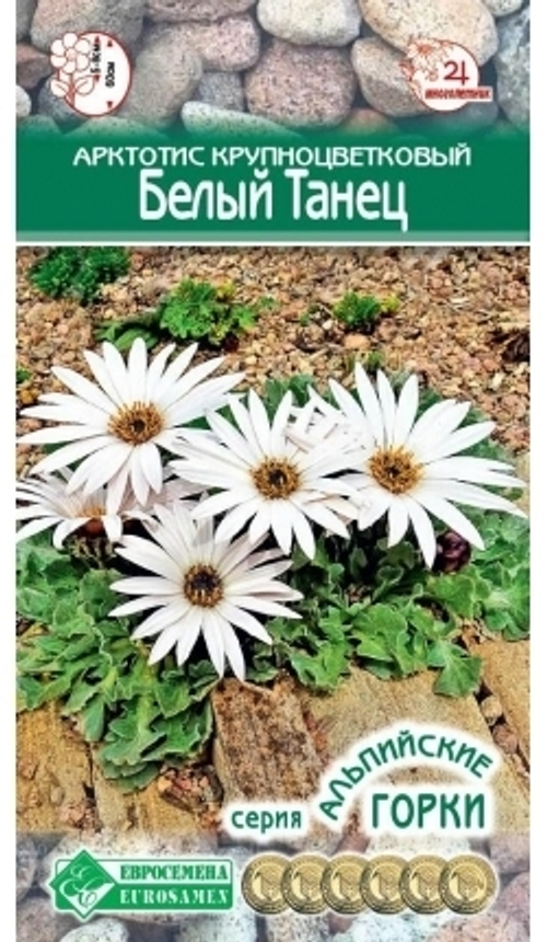 Арктотис крупноцветковый Белый танец
