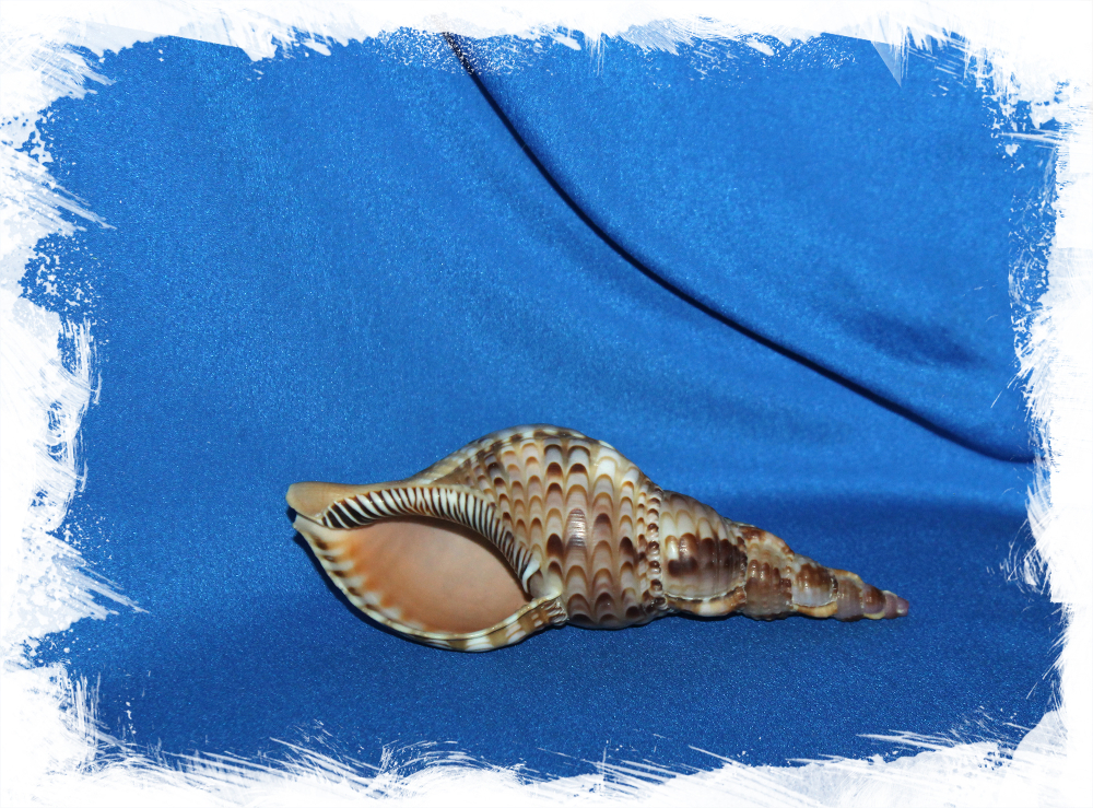 Раковина Рот Тритона, Charonia tritonis. Купить