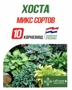 Хоста Корневище, Микс сортов, 10 шт.