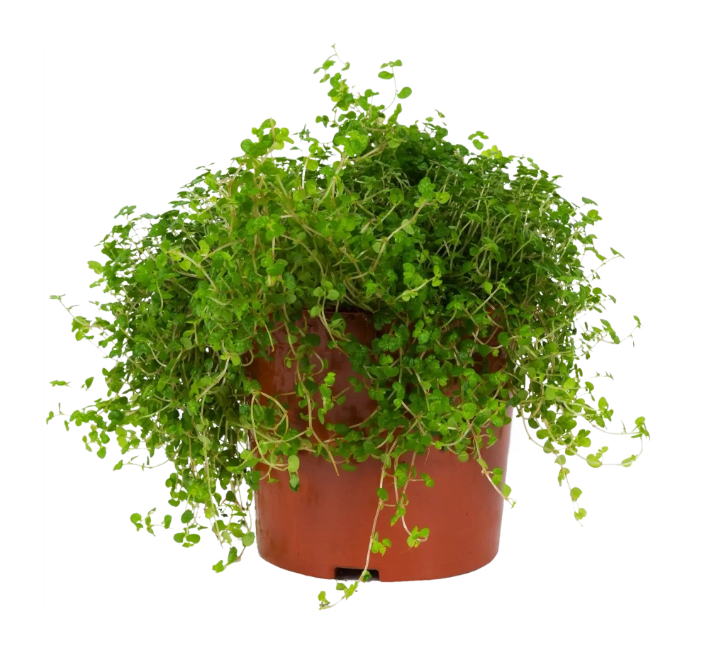 Солейролия