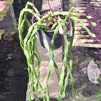 Кактусовые