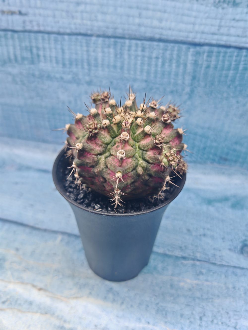 Gymnocalycium T-Rex Pink hybrid (Гимнокалициум T-rex)