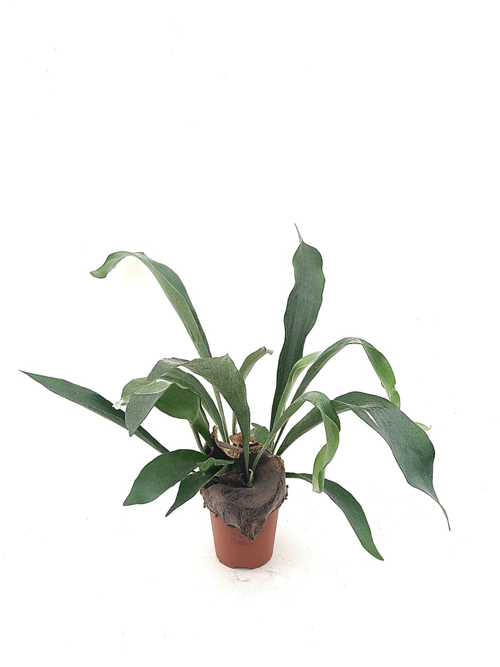 Платицериум