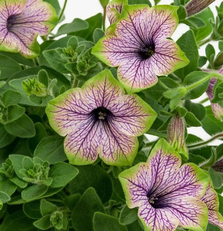 ЕВРО Петуния Tea Purple Vein Green Edge укорененный черенок ОКС январь 26