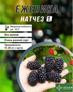 Ежевика саженец Натчез