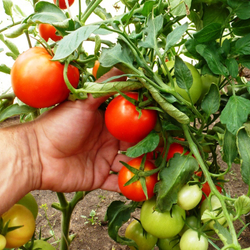 Помидоры Sun Sardegna - Солнце Сардинии