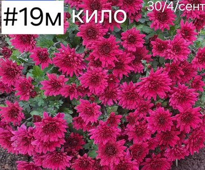 САЖЕНЦЫ ХРИЗАНТЕМЫ МУЛЬТИФЛОРА КИЛО №19
