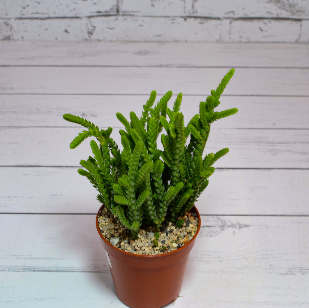 Crassula Lycopodioides (Крассула)