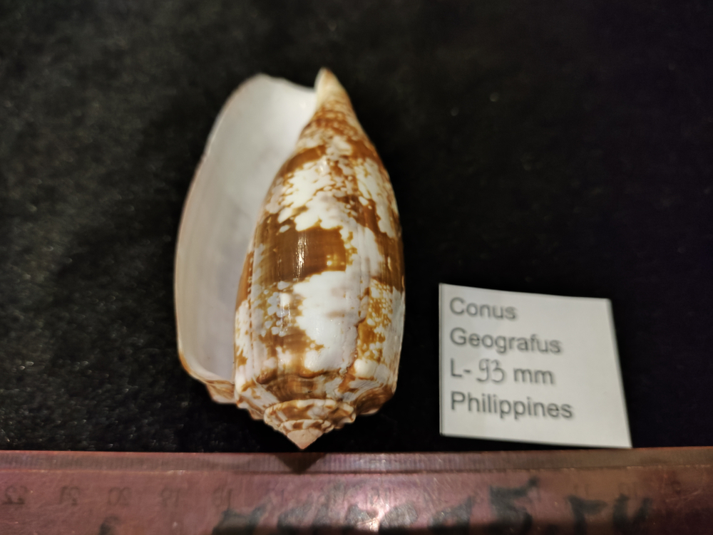 Конус Географус