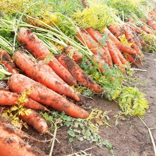 Морковь - Местная Отборная