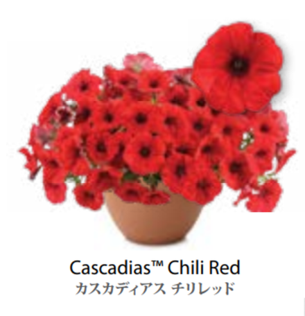 ЕВРО Petunia Cascadias Chili Red укорененный черенок середина декабря 25