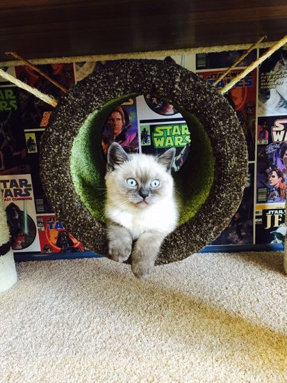 Комплекс для кошек ДВ-2