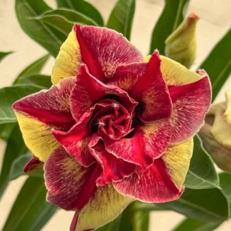 Пополнение – адениумы Индонезия