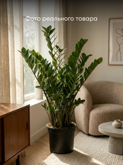 Замиокулькас Pointed Leaf д. 25